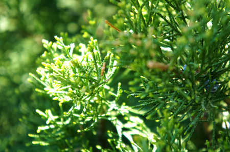 Bush, thuja. green spruce bushes in the spring as nature concept