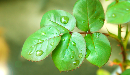 green rose leaf with rain drops closeup. Green red rose leaves with red streaks and clear drops of water.の写真素材