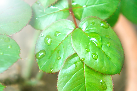green rose leaf with rain drops closeup. Green red rose leaves with red streaks and clear drops of water.の写真素材