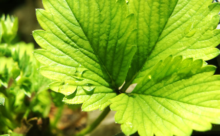 Art green strawberry leaf , Strawberry tree leaves ,の写真素材