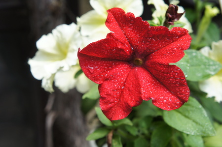red and white petunia Lots of colorful flowers close upの写真素材