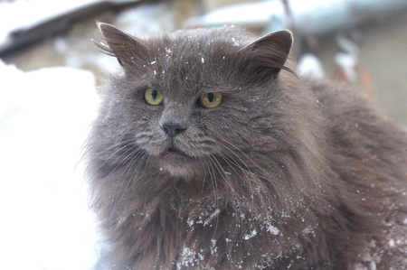 furry Siberian gray cat in the snowの写真素材