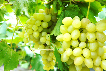 Close-up of a bunch of grapes on grapevine in vineyardの写真素材