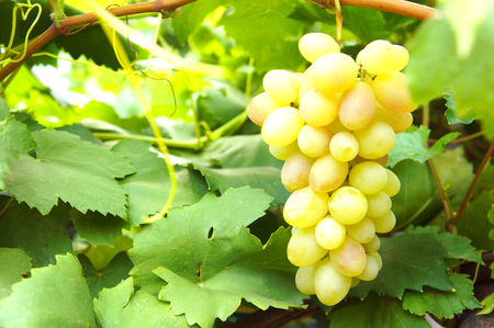 Close up fresh green grapes Bunch of grapes on white backgroundの写真素材
