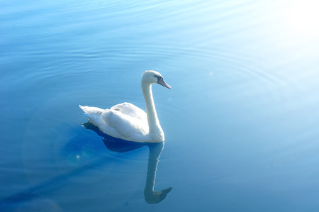 white graceful swan swimming in the pondの写真素材