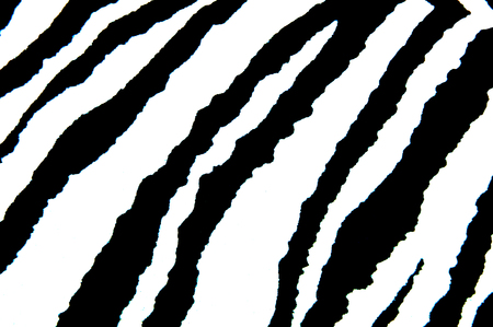 stripes of zebra Background of zebra black and whiteの写真素材