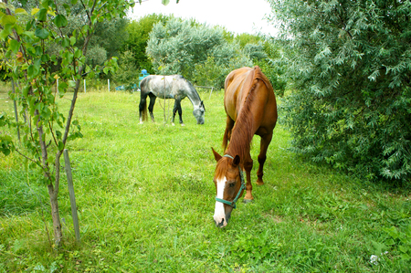 landscape with horses Two horses grazing in a meadowの写真素材