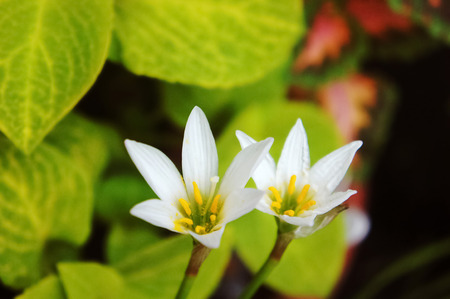 Zephyranthes candida ,White rain lily, white zephyr lilyの写真素材