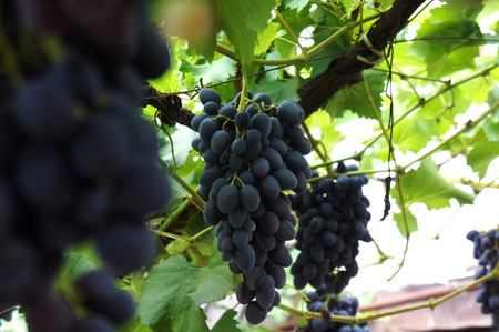 bunch of dark black grapes on grapevine in vineyardの写真素材