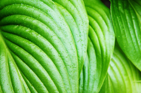 Green leaves after summer rain, large green leaves with veins tropicalの写真素材