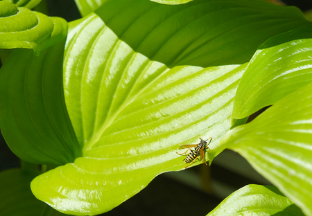bee on a large sheet, flower leaf texture, large green leaves tropical of the flower with large veins.の写真素材