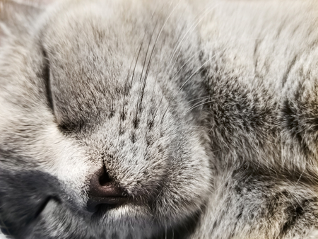close-up of muzzle cat's. cute kitty sleeping . gray british small kitten sleeps close-up.の写真素材