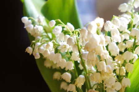 fresh small flowers lilies of the valley, lily of the valley flowers, beautifulの写真素材