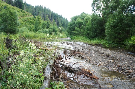 Carpathians. Ukraine dirty river. water flow picture. stream and fallen tree.の写真素材