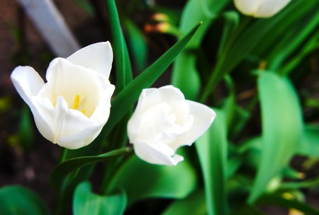 tulip season. white tulips in the garden close-up.の写真素材