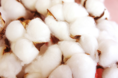 Cotton branch on pink background Delicate white cotton flowers.branch of white cotton flowers.の写真素材