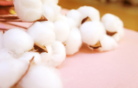 Cotton branch on pink background Delicate white cotton flowers.branch of white cotton flowers.の写真素材