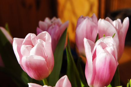 delicate flowers spring tulips grow in the garden. pink tulips in the garden background.の写真素材