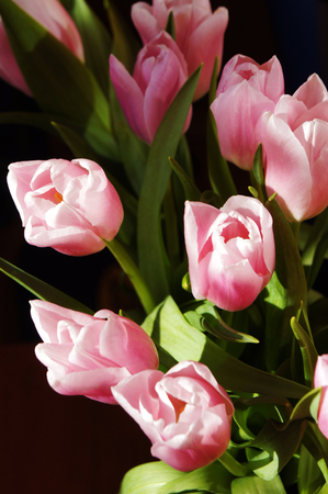 delicate flowers spring tulips grow in the garden. pink tulips in the garden background.の写真素材