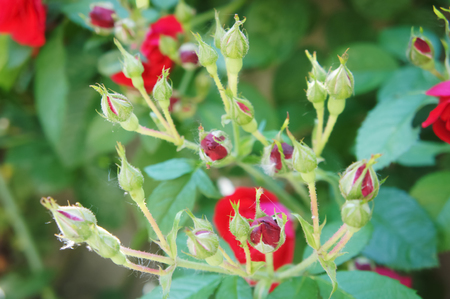 Roses on a bush. red roses in the garden. Beautiful blooming red rose flowers.の写真素材