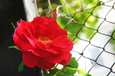 Roses on a bush. red roses in the garden. Beautiful blooming red rose flowers.の写真素材
