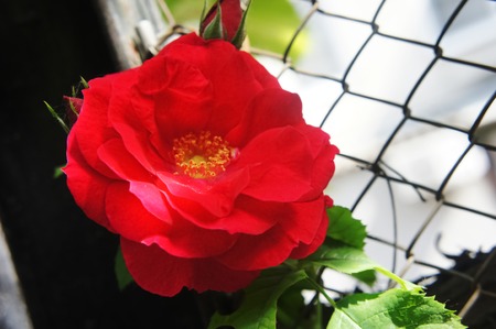 Roses on a bush. red roses in the garden. Beautiful blooming red rose flowers.の写真素材