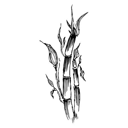 Bamboo plant by hand drawing sketch. Black and white clip art isolated on white background. Antique vintage engraving illustration. Background for design of postcard, poster, banner.のイラスト素材