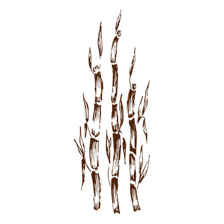 Bamboo plant by hand drawing sketch. Black and white clip art isolated on white background. Antique vintage engraving illustration. Background for design of postcard, poster, banner.のイラスト素材