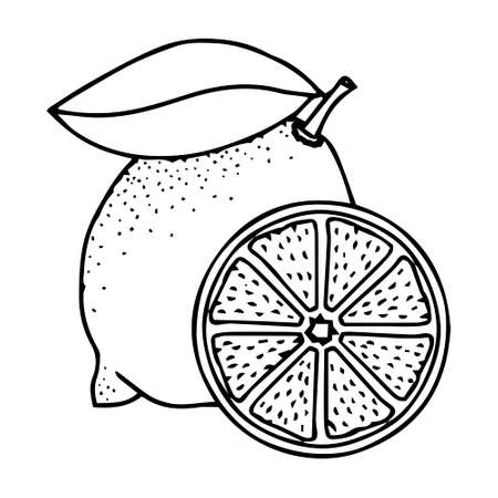 vector cartoon fresh lemon. lemon doodle icon illustrationのイラスト素材