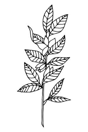 Floral botanical flower. Ink sketch spring branch plants with leaves. Isolated illustration element. Vector hand drawing wildflower for background, texture, wrapper pattern, frame or border.のイラスト素材