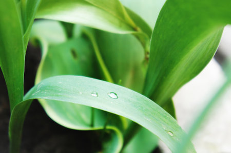 Close-up of green leaves with water droplets resting on them. Freshness and growth emphasized through natural elements.の写真素材