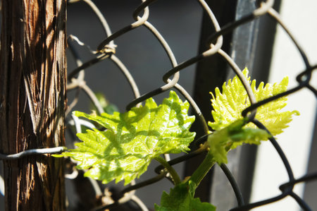 Vibrant green grape leaves climbing a chain-link fence in natural sunlight.の写真素材