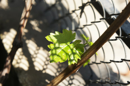 Vibrant green grape leaf illuminated by sunlight against a textured metal fence.の写真素材