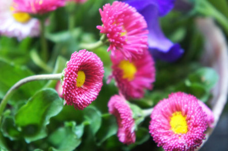 Bright pink daisies in full bloom with vibrant green leaves and a hint of purple background accentuating natural beauty.の写真素材