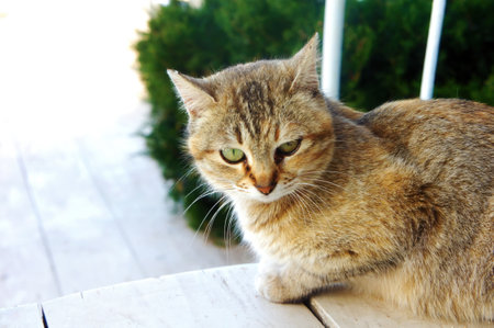Tabby cat resting on wooden porch in sunlight.の写真素材