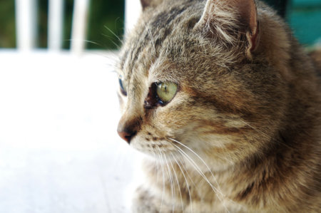 Tabby cat resting on wooden porch in sunlight.の写真素材
