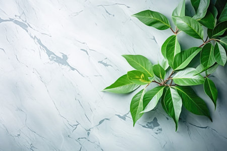 Green foliage on a marble background. Space for text. flatly. copyspace. Generative AI.の素材