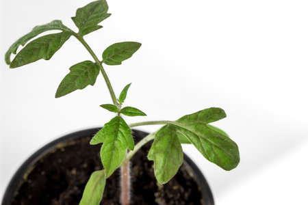 Tomato seedlings in a pot on a white background. copyspace.の写真素材