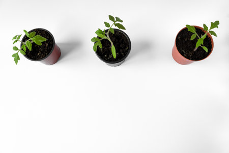 Tomato seedlings in pots on a white background. Space for text.の写真素材