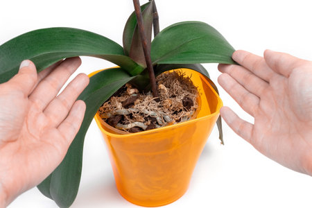 Female hands touch the leaves of the phalaenopsis orchid in an orange pot on a white background. houseplant care concept.の写真素材