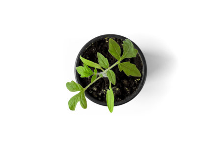 Tomato seedlings in a pot on a white background. agriculture concept. flatly.の写真素材