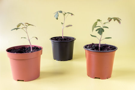 Tomato seedlings in pots on a white background. agriculture concept.の写真素材