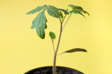 Tomato seedlings in a pot on a yellow background. agriculture concept.の写真素材