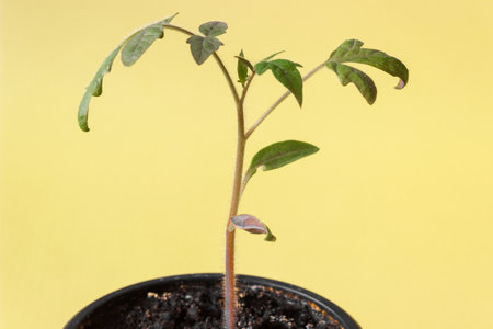 Tomato seedlings in a pot on a yellow background. agriculture concept.の写真素材