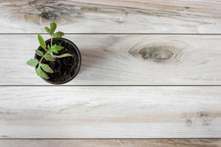 A young tomato seedling in a pot on a wooden background. flatlay. agriculture concept. Space for text.の写真素材