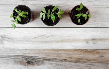 Tomato seedlings in pots. Space for text. flatly.の写真素材