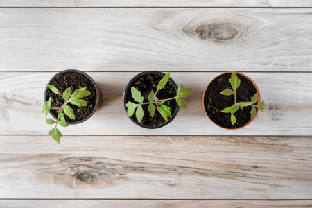 A young tomato seedlings in a pot on a wooden background. view from above.の写真素材