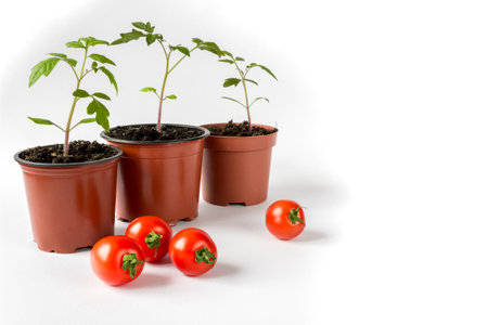 Tomato seedlings in a pot and tomato fruits on a white background. Space for text.の写真素材