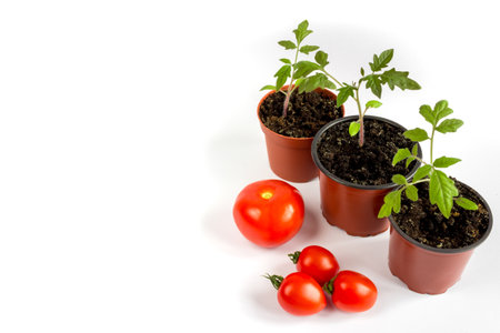 Tomato seedlings in a pot and tomato fruits on a white background. Space for text.の写真素材