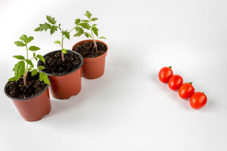 Tomato seedlings in a pot and tomato fruits on a white background. agriculture concept.の写真素材
